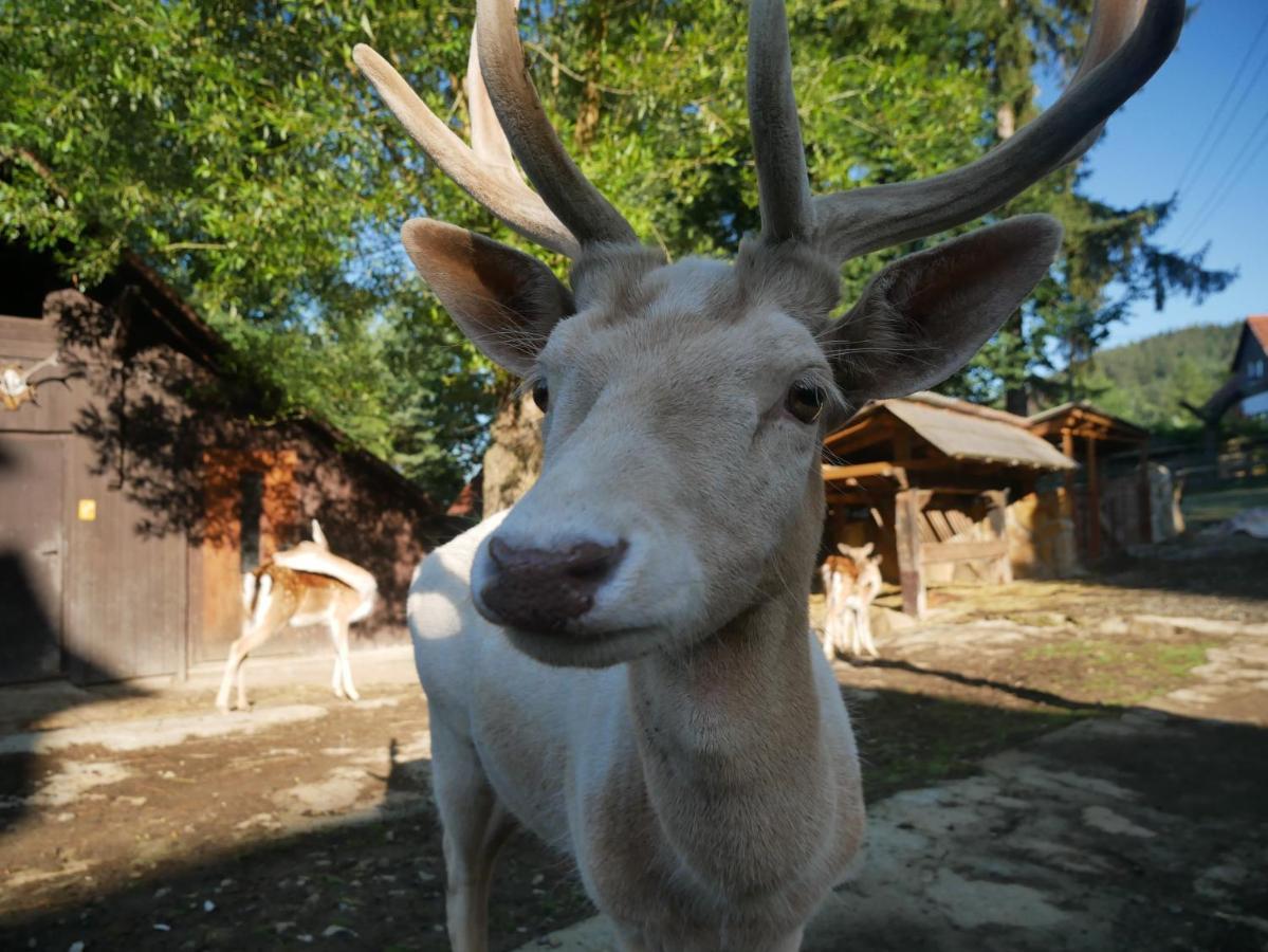 Penzion Obora ปรอสเชดนี เบชวา ภายนอก รูปภาพ
