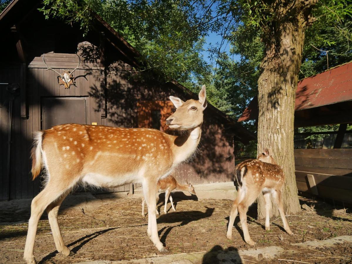 Penzion Obora ปรอสเชดนี เบชวา ภายนอก รูปภาพ